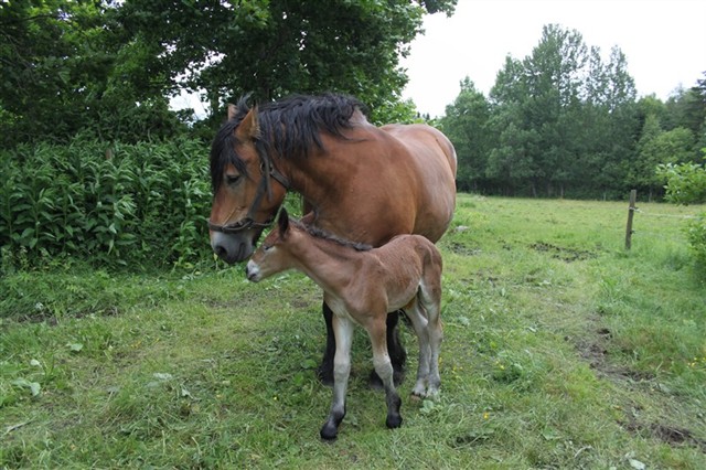 Majsan och Millan