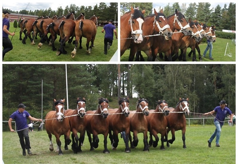 Belgisk man&eacute;r p&aring; riksutst&auml;llningen 2012
