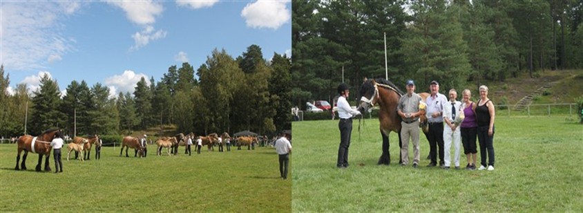 Rubon med avkommor p&aring; ardennerriks 2012
