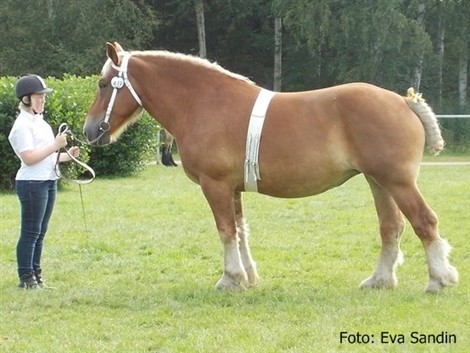 Duktiga Elin visar sin alldeles egna ardenner Julie