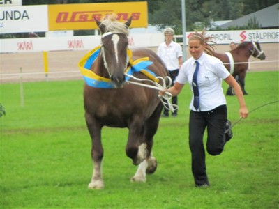 Mynta, sveriges finaste ardenner 2010