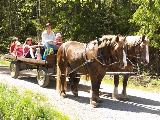 Viktoria Freij och hennes vackra ardennerekipage