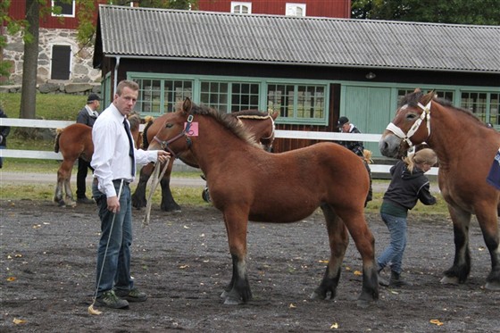 F&ouml;lm&ouml;nstring Huseby 2012