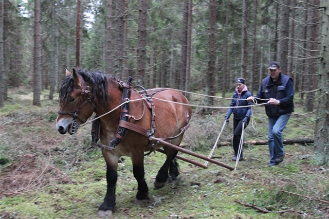 Moltas g&aring;r med skaklar