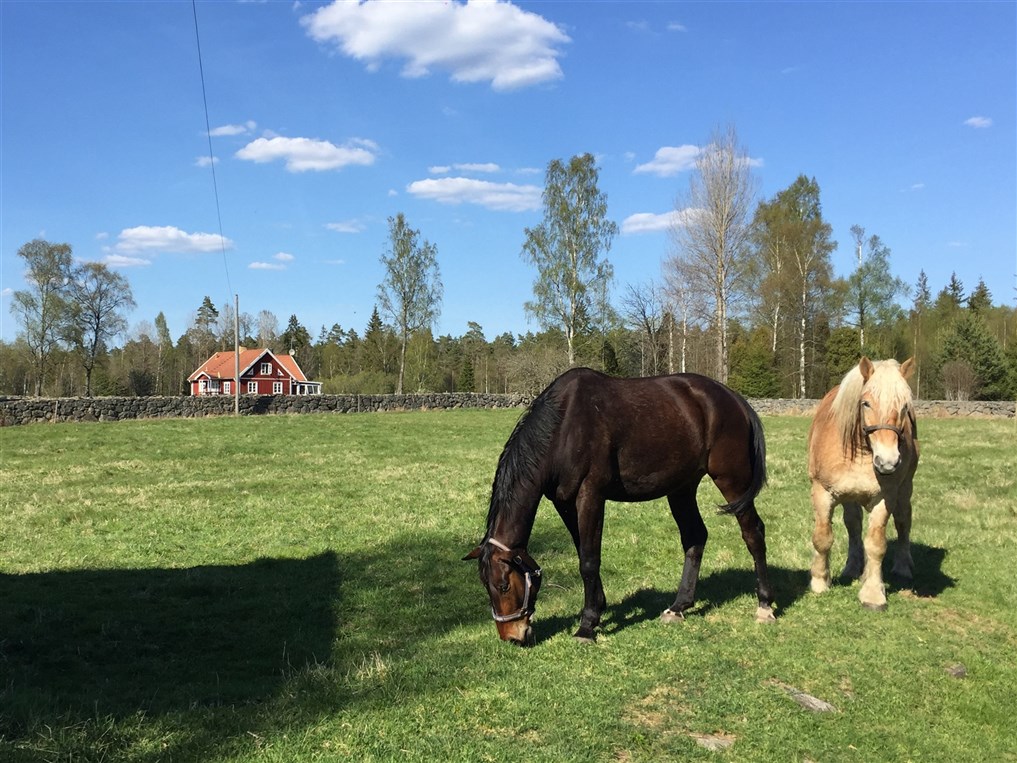Perazzi och Po&auml;ng i sitt nya hem