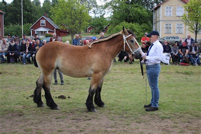 Svala