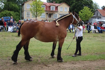 Safira