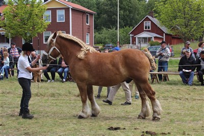 Ruter