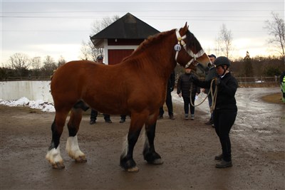 Kul&ouml;r