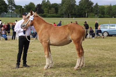 Bodil