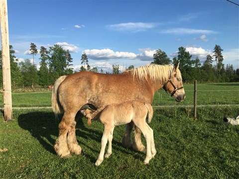 Mejram och M&auml;rta