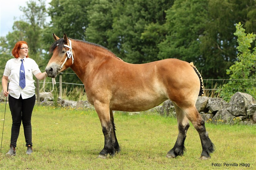 Mar&auml;ng