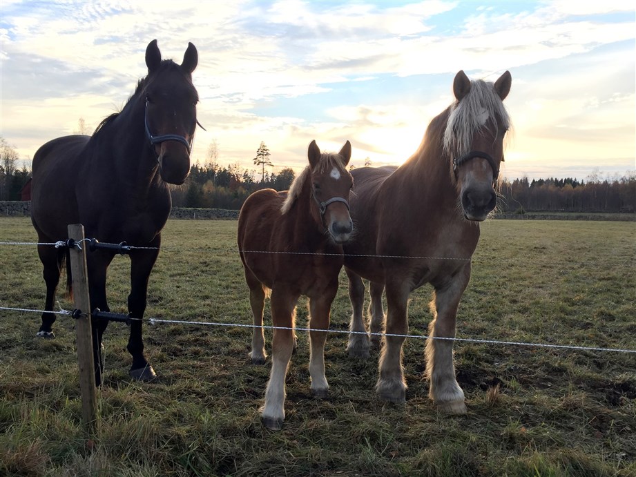 Perazzi, Raja och Maja i v&auml;ntan p&aring; &auml;pplen