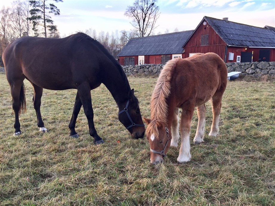 Perazzi och Raja