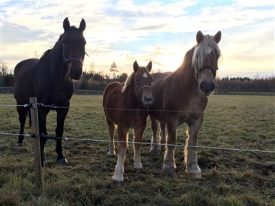 Perazzi, Raja och Maja