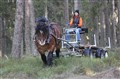 Ardennerhingst Moltas i skogen.JPG