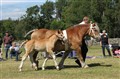 Maja och Millie Tingsryd1.JPG